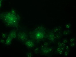 OSBPL11 Antibody in Immunocytochemistry (ICC/IF)