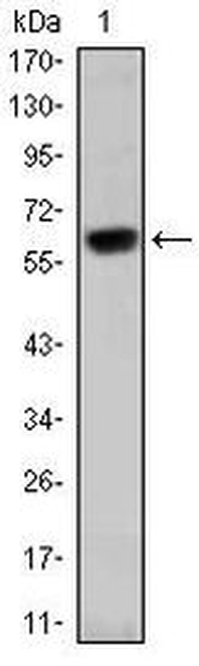 OTX2 Antibody in Western Blot (WB)