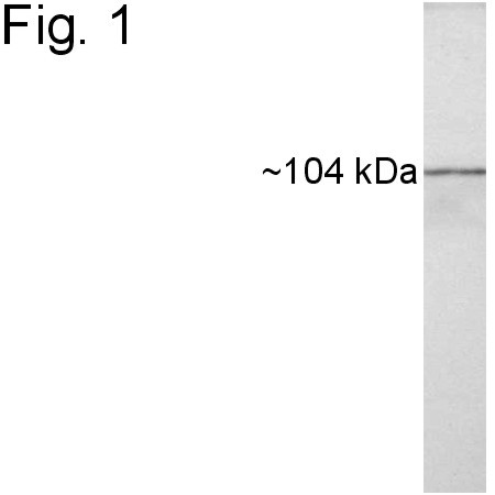 HSP104 Antibody in Western Blot (WB)