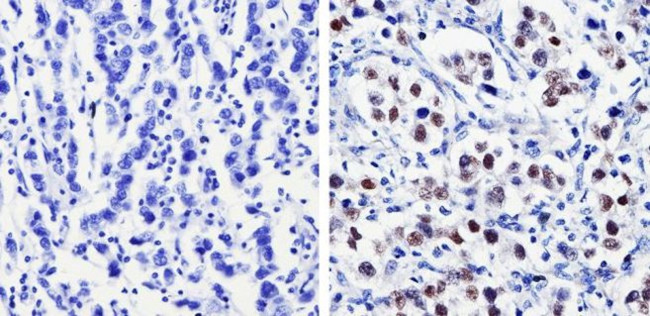 Nanog Antibody in Immunohistochemistry (Paraffin) (IHC (P))