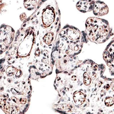 IREB2 Antibody in Immunohistochemistry (Paraffin) (IHC (P))