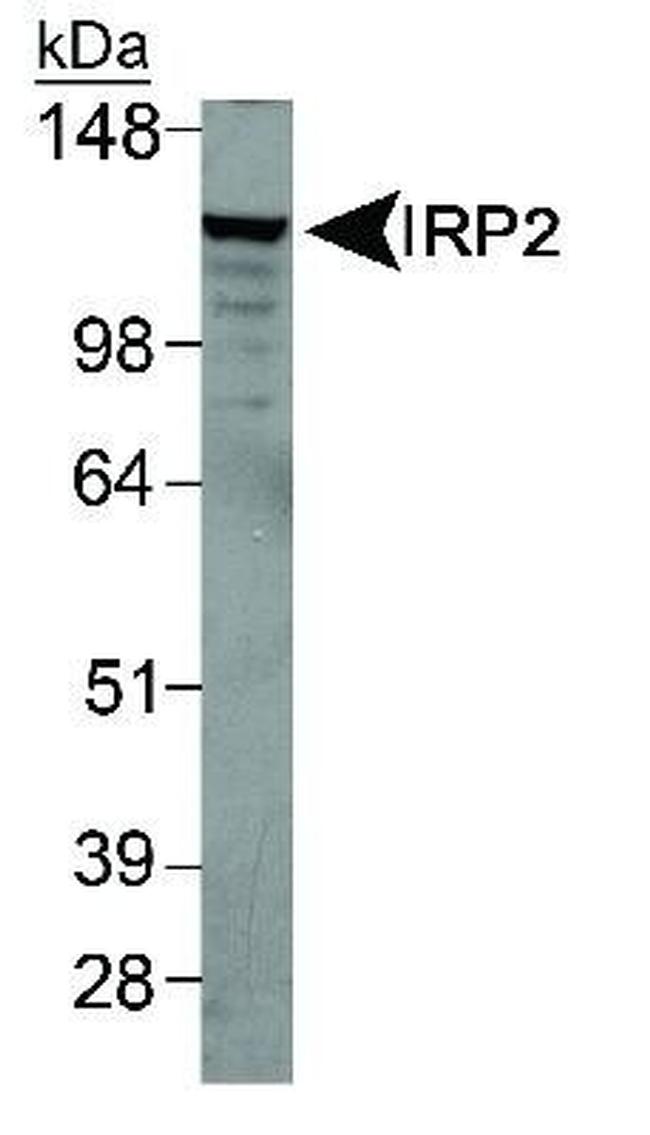 IREB2 Antibody in Western Blot (WB)