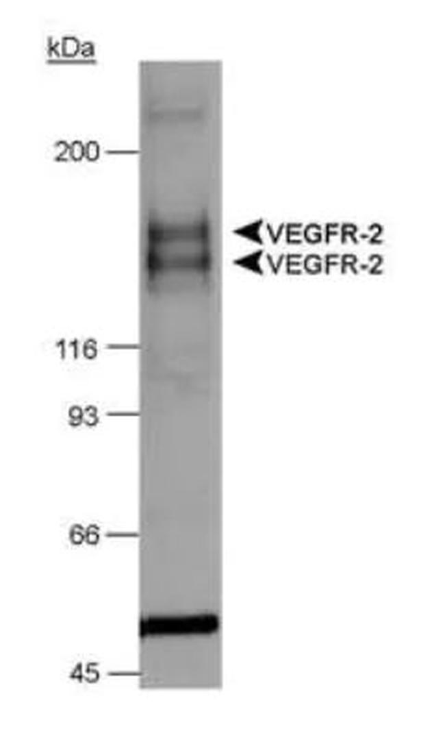 VEGF Receptor 1/2 Antibody in Western Blot (WB)