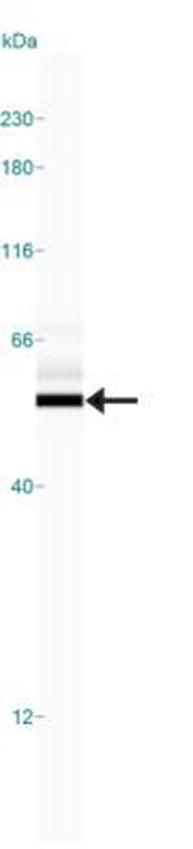 beta Tubulin Antibody in Western Blot (WB)