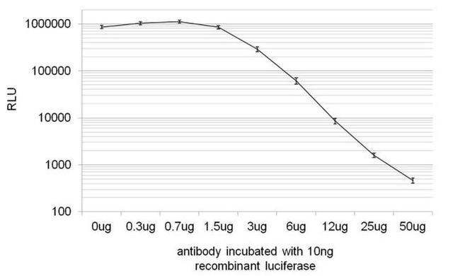 Red Firefly Luciferase Antibody