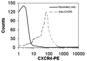 CXCR4 Antibody in Flow Cytometry (Flow)