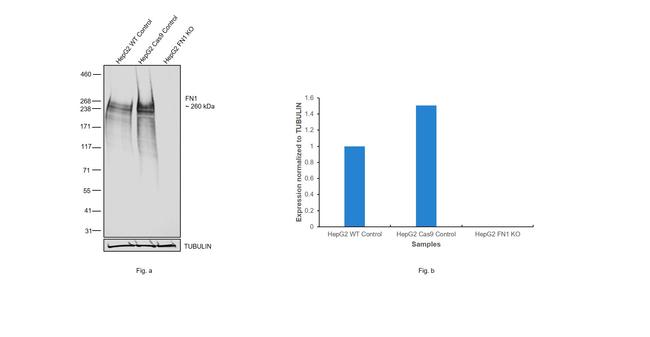 Fibronectin Antibody in Western Blot (WB)