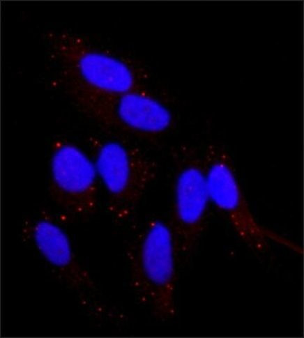 FGFR2 Antibody in Immunocytochemistry (ICC/IF)