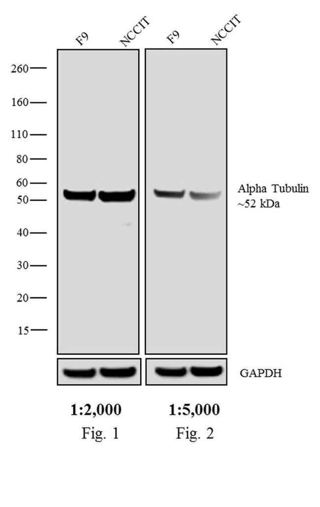 Rat IgG (H+L) Secondary Antibody in Western Blot (WB)