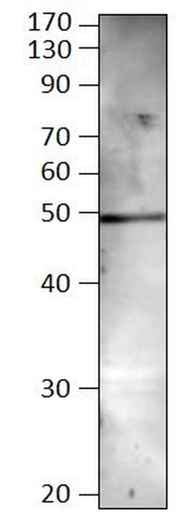 BMP-8B Antibody in Western Blot (WB)