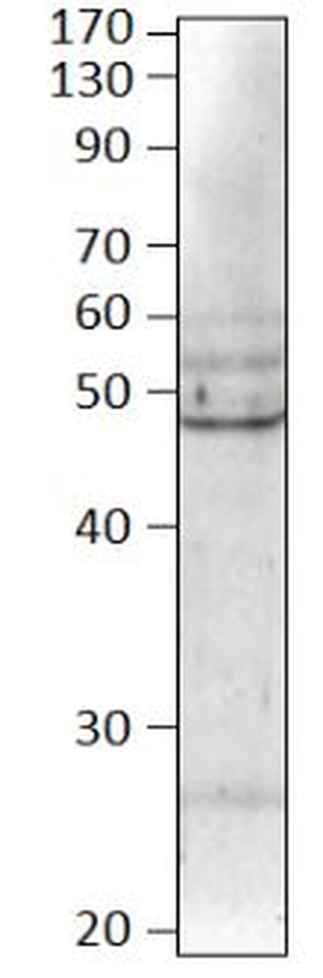 BMP-8B Antibody in Western Blot (WB)