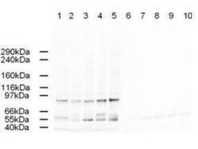 AP2 alpha Antibody in Western Blot (WB)