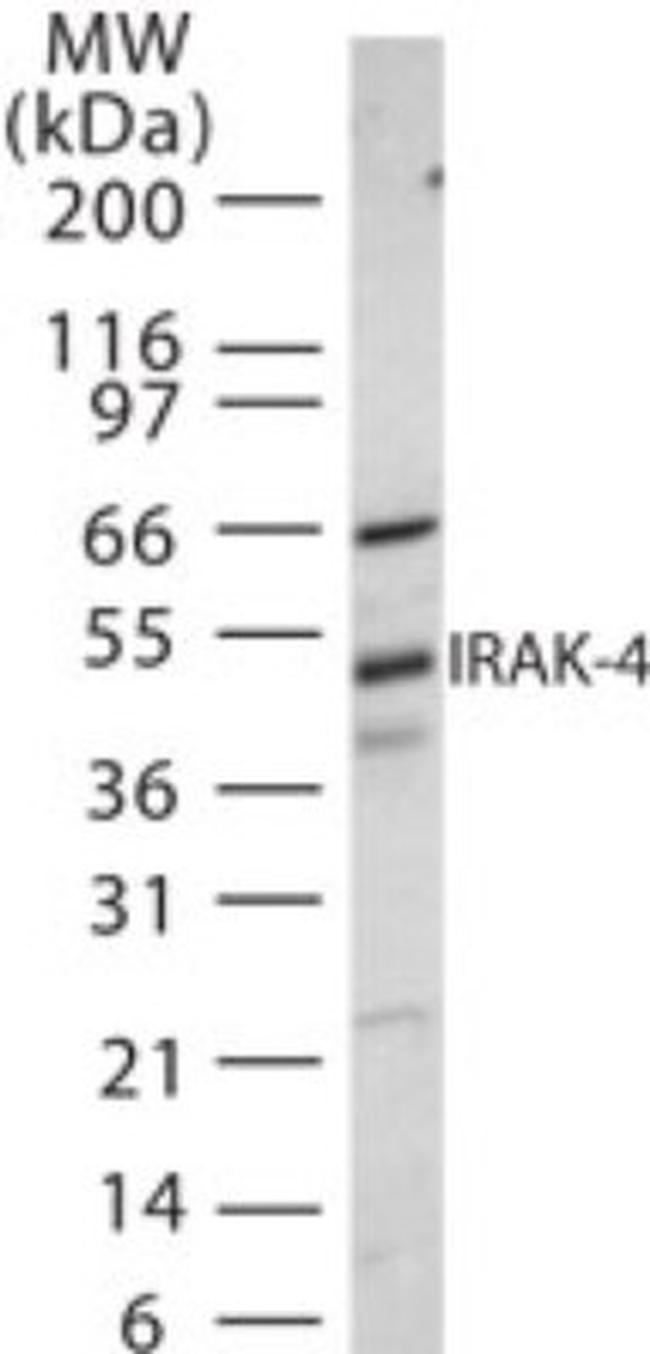IRAK4 Antibody in Western Blot (WB)