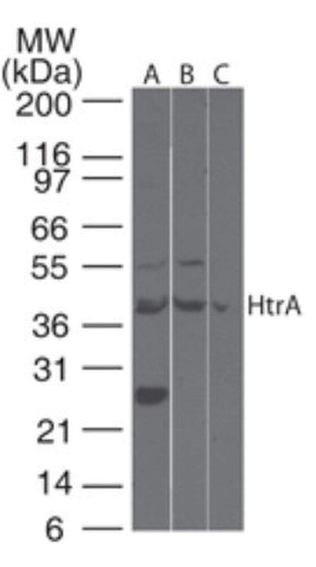 HTRA3 Antibody in Western Blot (WB)