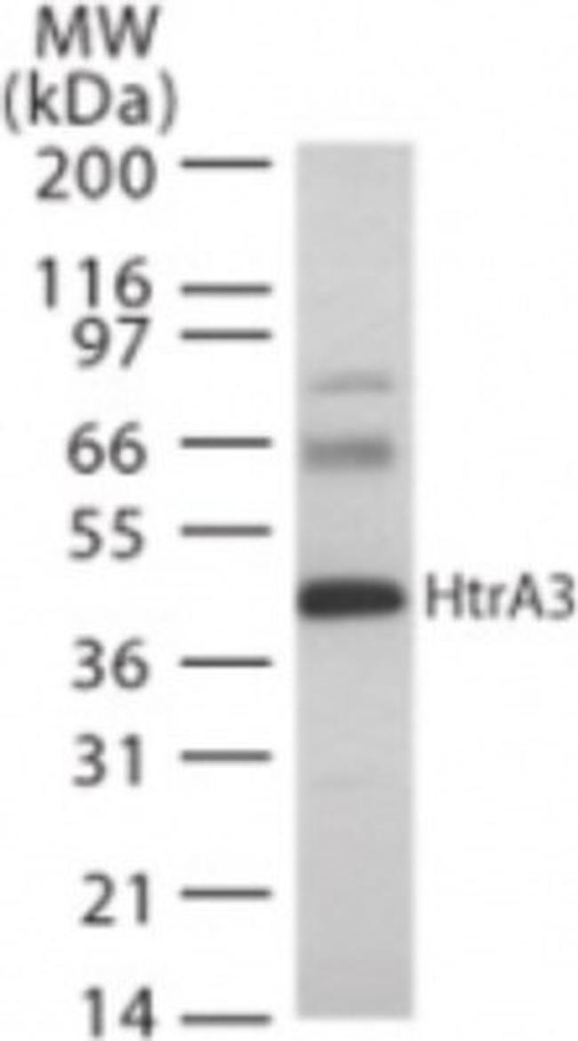 HTRA3 Antibody in Western Blot (WB)