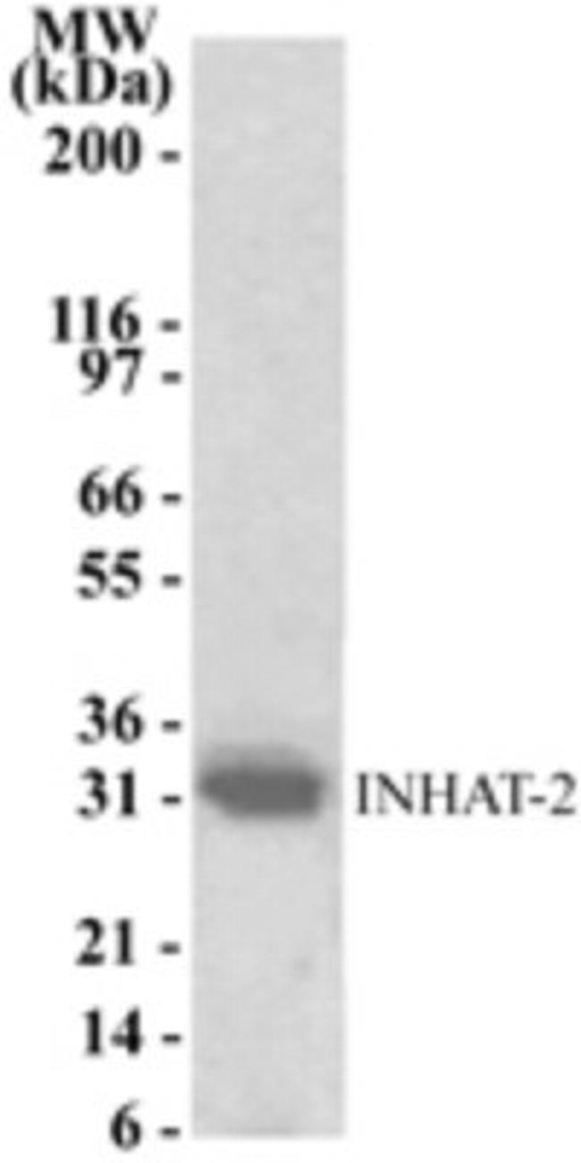 NOC2L Antibody in Western Blot (WB)