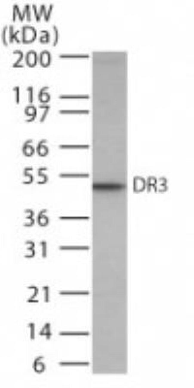 DR3 Antibody in Western Blot (WB)