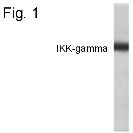 IKK gamma Antibody in Western Blot (WB)