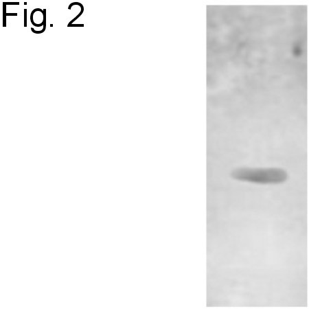 P2Y2 Antibody in Western Blot (WB)