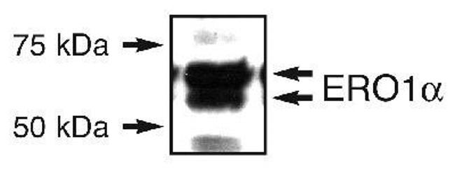 ERO1L Antibody in Western Blot (WB)