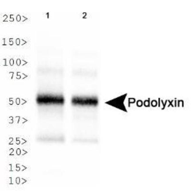 PODXL Antibody in Western Blot (WB)