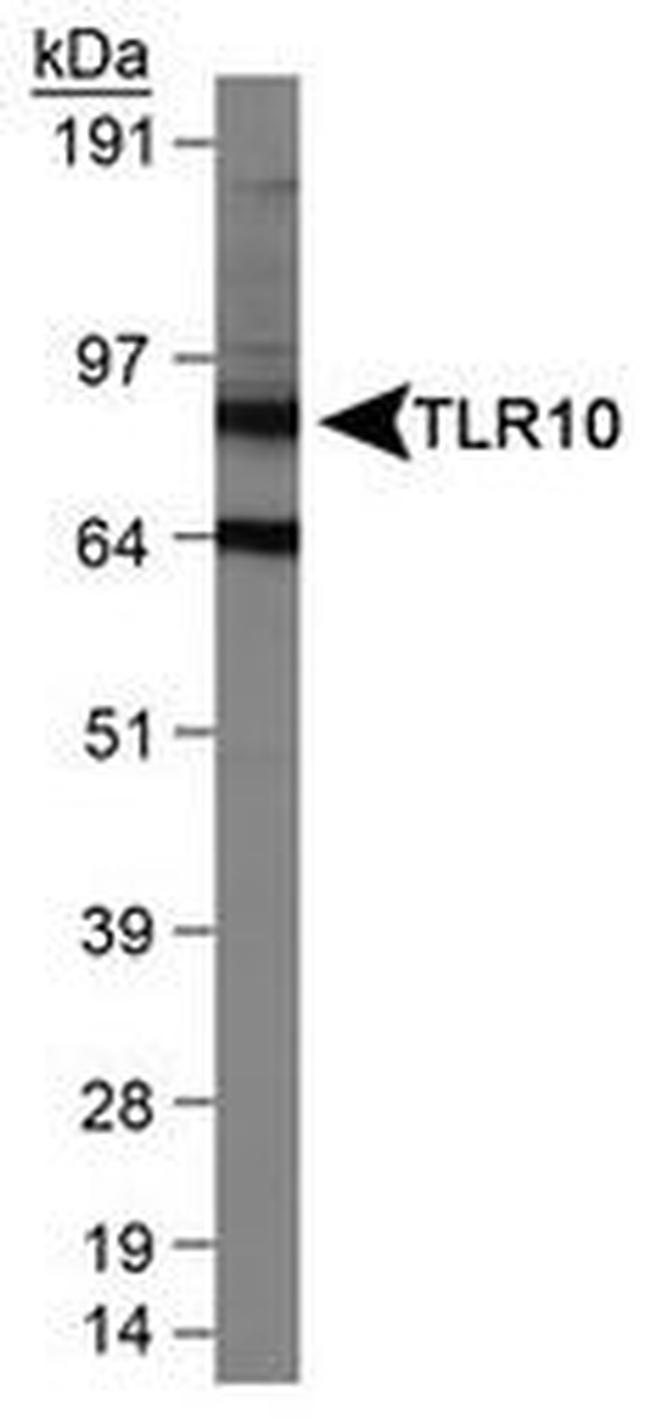 TLR10 Antibody in Western Blot (WB)