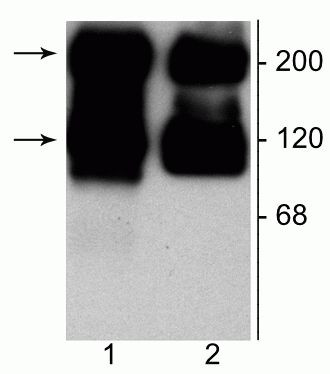 mGluR1/mGluR5 Antibody in Western Blot (WB)