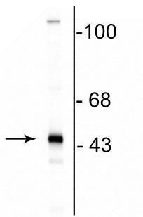 CNPase Antibody in Western Blot (WB)