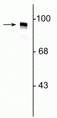 Dynamin 1 Antibody in Western Blot (WB)