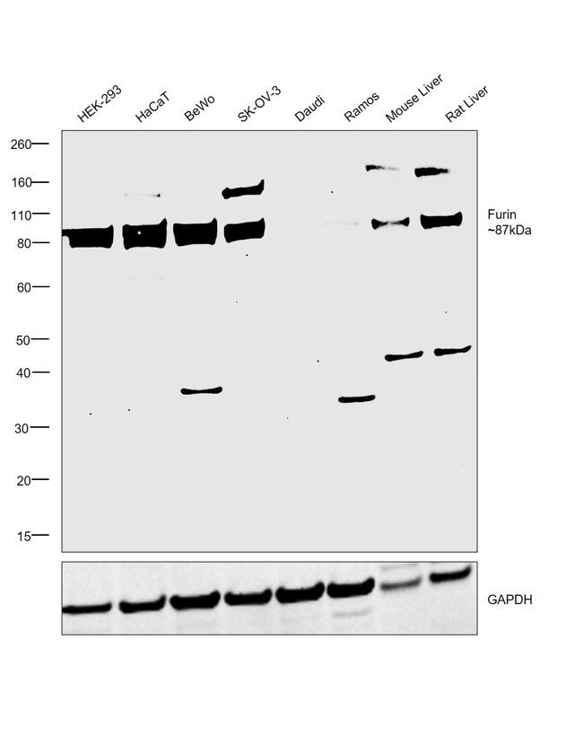 Furin Antibody in Western Blot (WB)