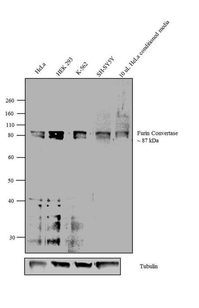 Furin Antibody in Western Blot (WB)