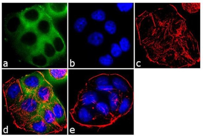 EBP50 Antibody in Immunocytochemistry (ICC/IF)