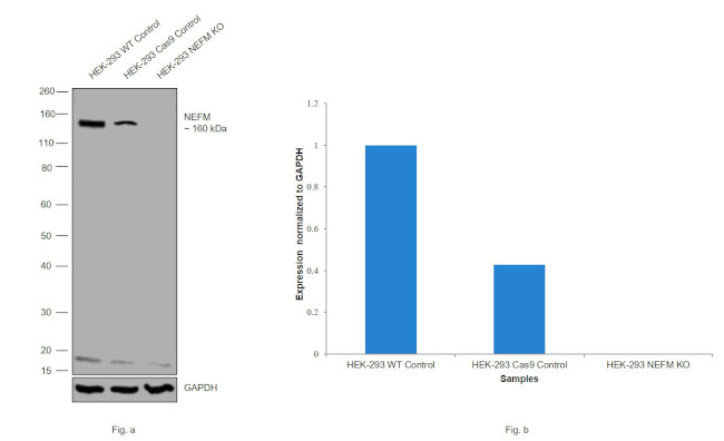 NEFM Antibody