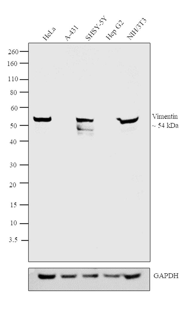 Vimentin Antibody in Western Blot (WB)