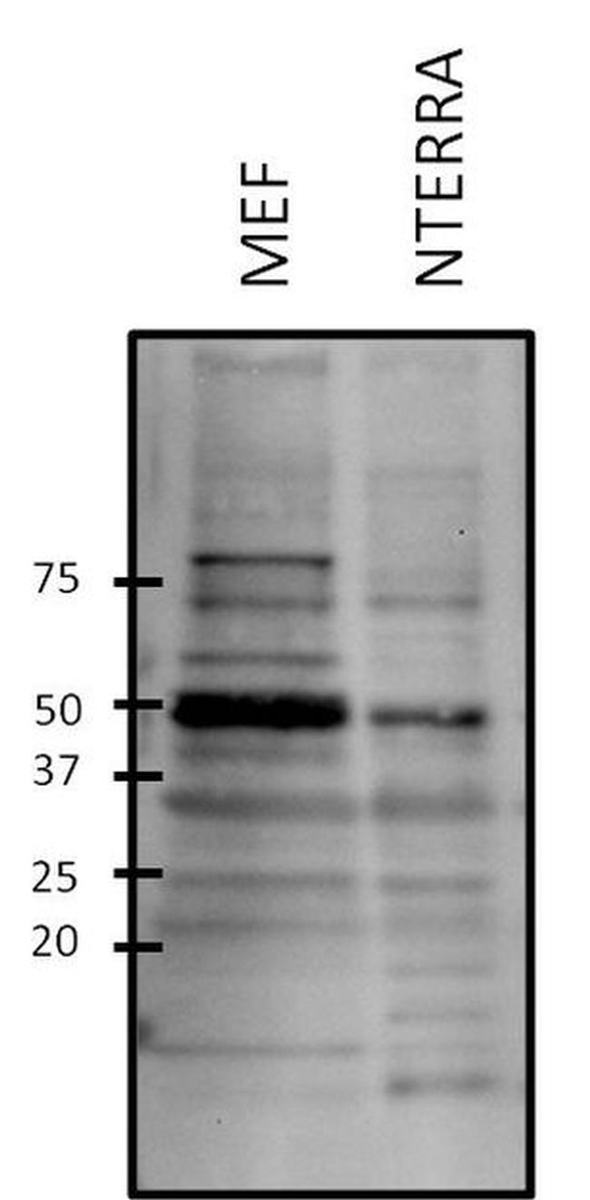 GATA2 Antibody in Western Blot (WB)