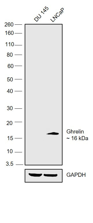 Ghrelin Antibody
