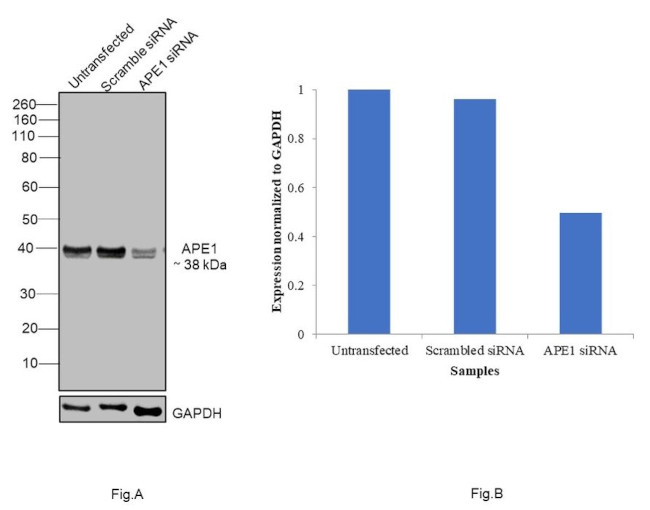 APE1 Antibody