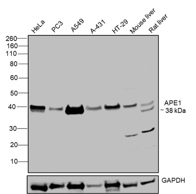 APE1 Antibody in Western Blot (WB)