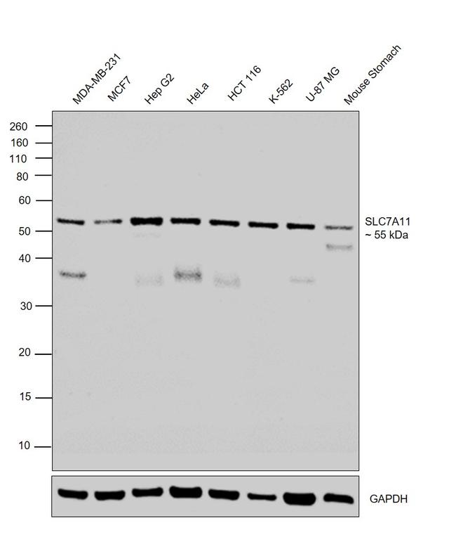SLC7A11 Antibody in Western Blot (WB)