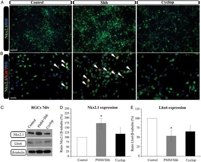 beta Tubulin Antibody in Western Blot (WB)