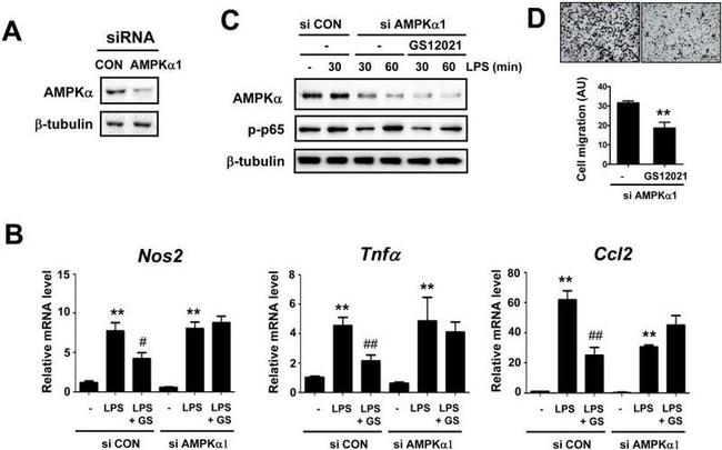 beta Tubulin Antibody in Western Blot (WB)