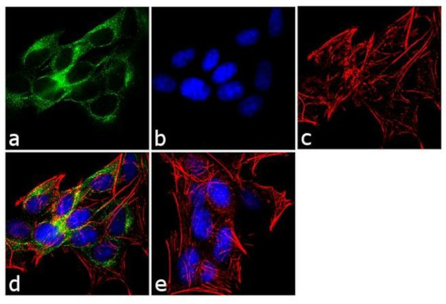 ADAMTS4 Antibody in Immunocytochemistry (ICC/IF)