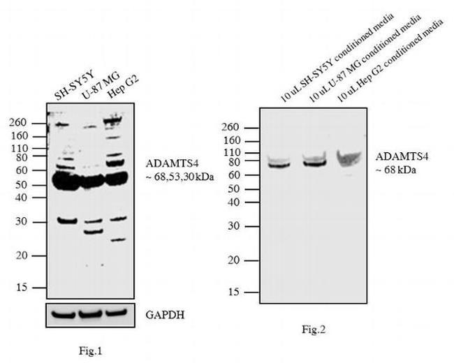 ADAMTS4 Antibody in Western Blot (WB)