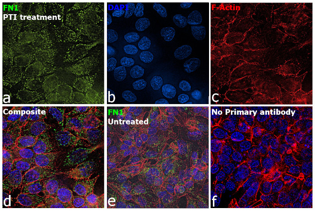 Fibronectin Antibody in Immunocytochemistry (ICC/IF)