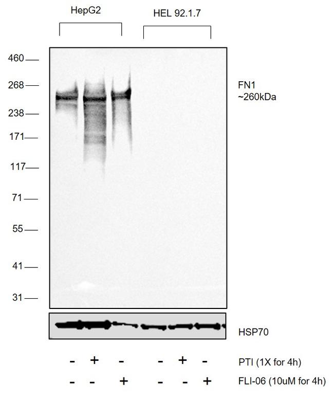 Fibronectin Antibody in Western Blot (WB)