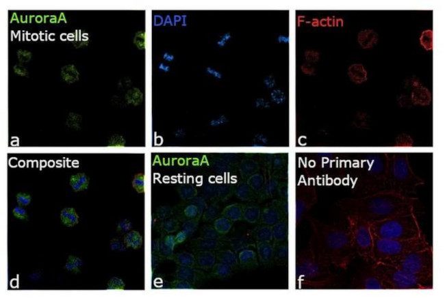 Aurora A Antibody in Immunocytochemistry (ICC/IF)