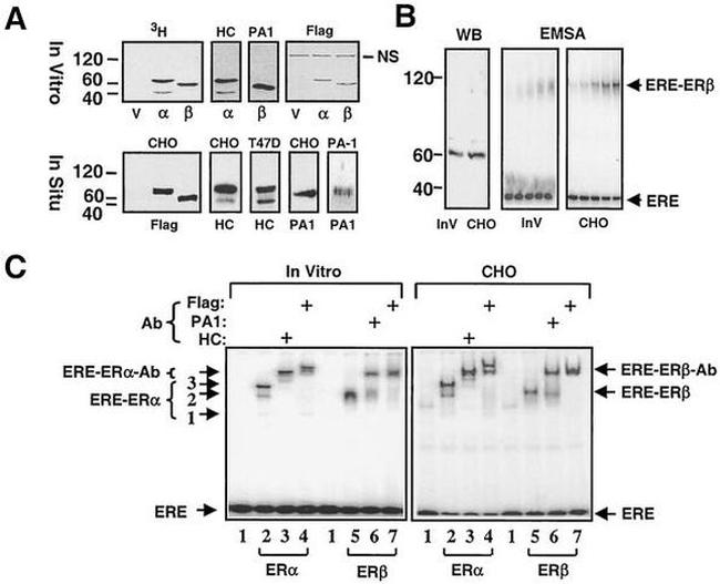 Estrogen Receptor beta Antibody in Western Blot, Gel Shift (WB, GS)