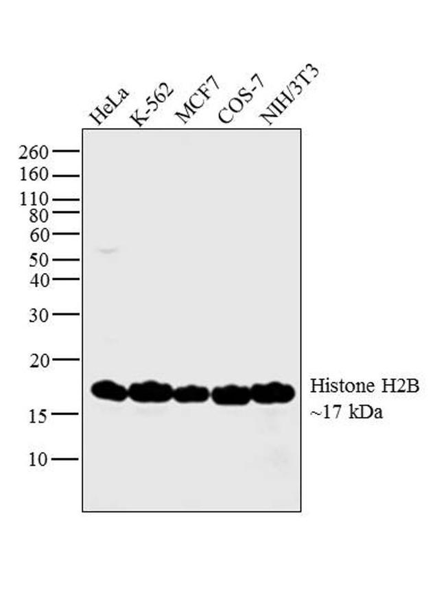 Histone H2B Antibody in Western Blot (WB)