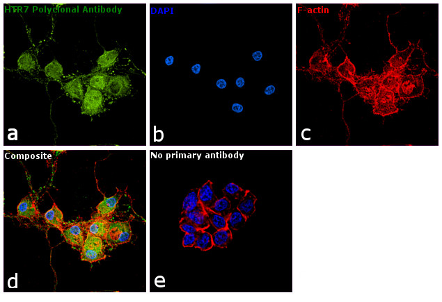 HTR7 Antibody in Immunocytochemistry (ICC/IF)