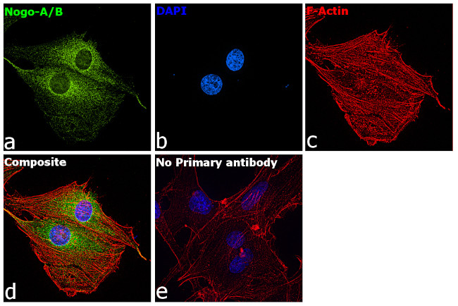 Nogo-A/B Antibody in Immunocytochemistry (ICC/IF)